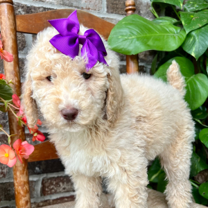Poodle Puppy Josie