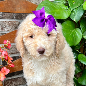 Poodle Puppy Josie