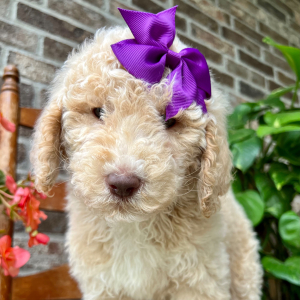 Poodle Puppy Josie