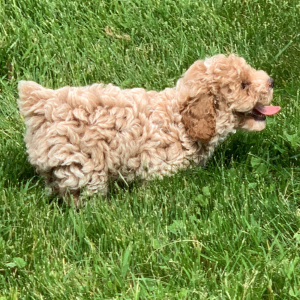 Poodle Puppy Jettson