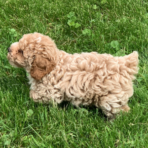 Poodle Puppy Jettson