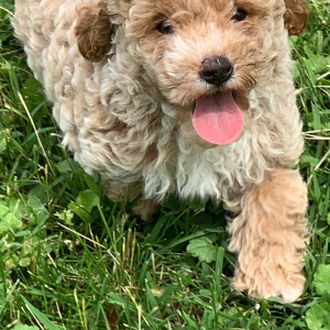Poodle Puppy Jettson