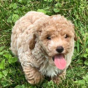 Poodle Puppy Jettson