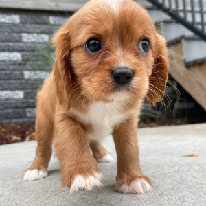 Cavalier King Charles Spaniel Puppy Molly