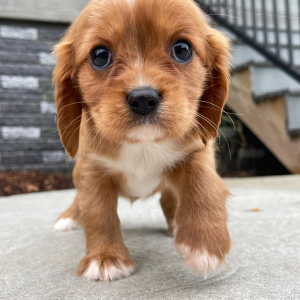 Cavalier King Charles Spaniel Puppy Molly