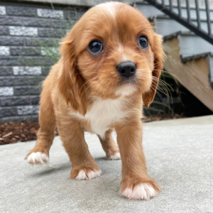 Cavalier King Charles Spaniel Puppy Molly