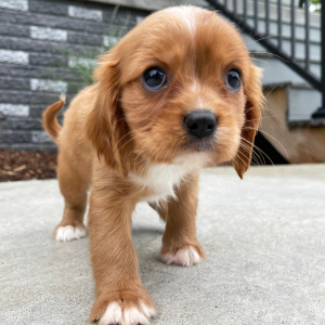 Cavalier King Charles Spaniel Puppy Molly