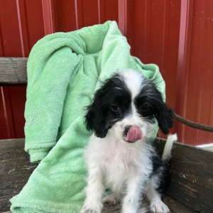 Cavapoo Puppy Janie