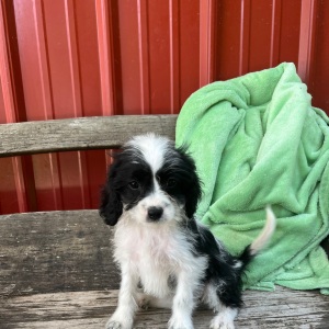 Cavapoo Puppy Janie