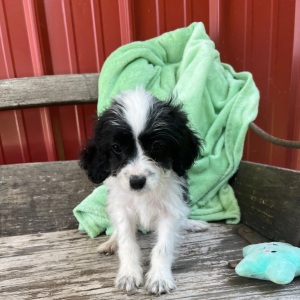 Cavapoo Puppy Janie