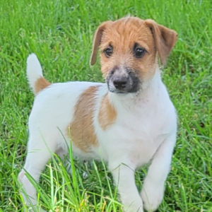 Jack Russell Terrier Puppy Meridus
