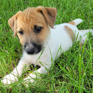 Jack Russell Terrier Puppy Meridus