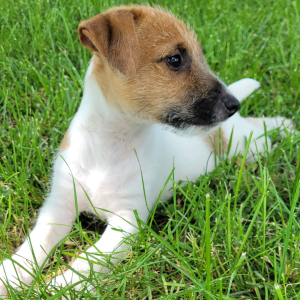 Jack Russell Terrier Puppy Meridus
