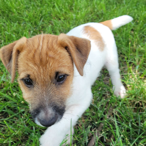 Jack Russell Terrier Puppy Meridus
