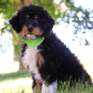 Bernedoodle Puppy Rocky