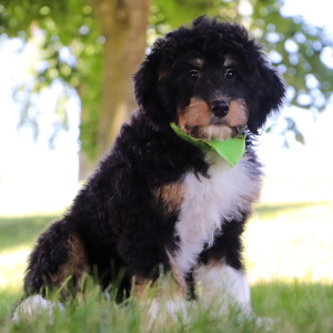 Bernedoodle Puppy Rocky