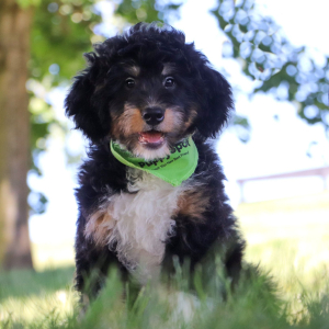 Bernedoodle Puppy Rocky