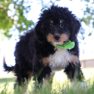 Bernedoodle Puppy Rocky