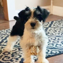 Miniature Schnauzer Puppy Schnucki