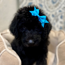 Labradoodle Puppy Rowena