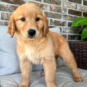 Golden Retriever Puppy Mocha