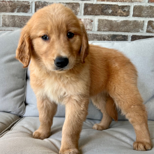 Golden Retriever Puppy Mocha