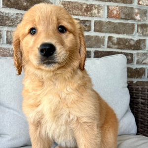 Golden Retriever Puppy Mocha