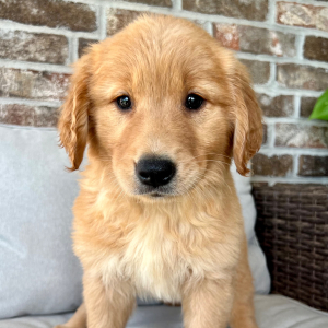 Golden Retriever Puppy Mocha