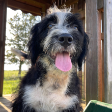 Bernedoodle Puppy Tyler