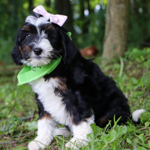 Bernedoodle Puppy Alice