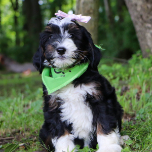 Bernedoodle Puppy Alice