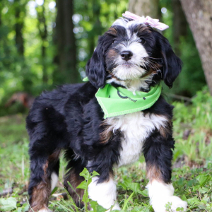 Bernedoodle Puppy Alice