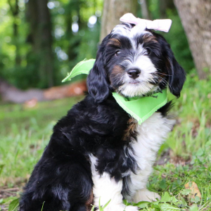 Bernedoodle Puppy Alice