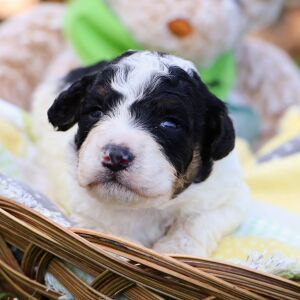Bernedoodle Puppy Nolan