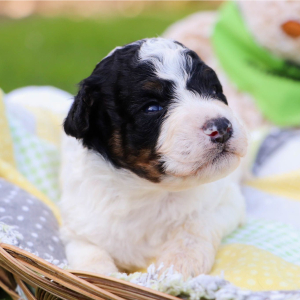 Bernedoodle Puppy Nolan