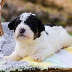 Bernedoodle Puppy Nolan