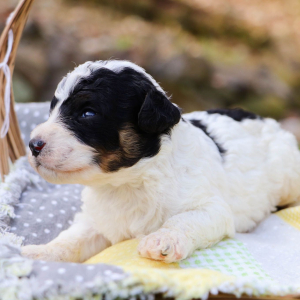 Bernedoodle Puppy Nolan