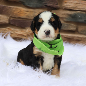 Bernedoodle Puppy Anniee