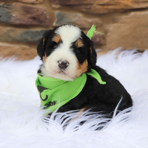 Bernedoodle Puppy Anniee