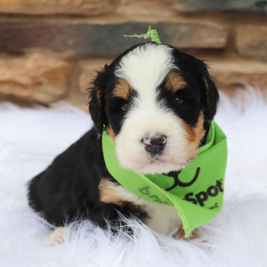 Bernedoodle Puppy Anniee