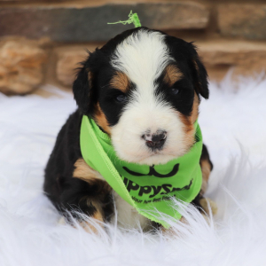 Bernedoodle Puppy Anniee