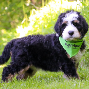 Bernedoodle Puppy Anniee