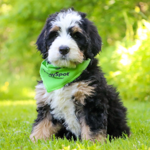 Bernedoodle Puppy Anniee