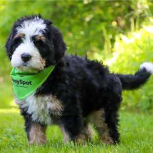 Bernedoodle Puppy Anniee