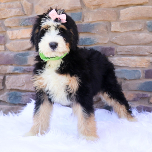Bernedoodle Puppy Anniee
