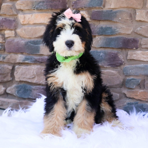 Bernedoodle Puppy Anniee