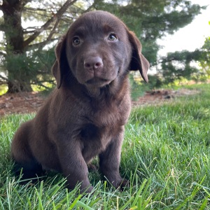 Labrador Retriever Puppy Flo