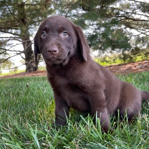 Labrador Retriever Puppy Flo