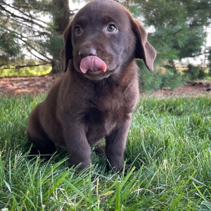 Labrador Retriever Puppy Flo