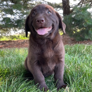 Labrador Retriever Puppy Flo